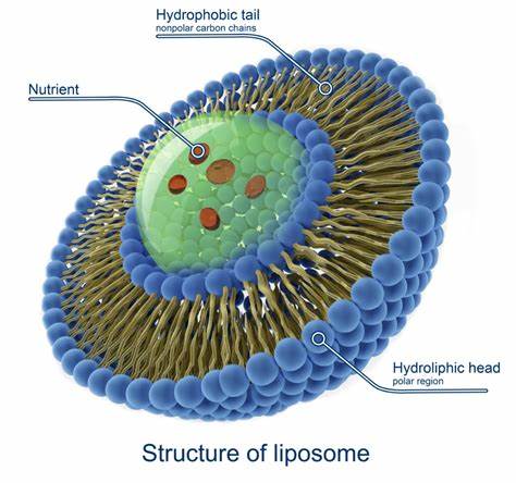 Liposomal Delivery vs Traditional Delivery of Herbal Supplements