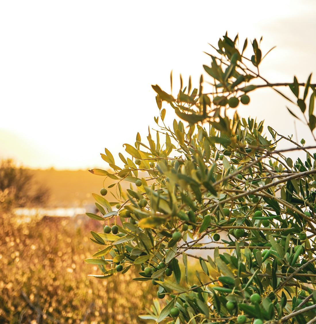 5 Ways Olive Leaf Extract Can Benefit Your Health